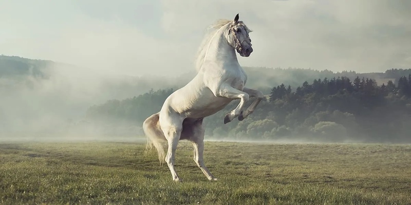 Mơ thấy đàn ngựa mang điềm báo nào cho bạn
