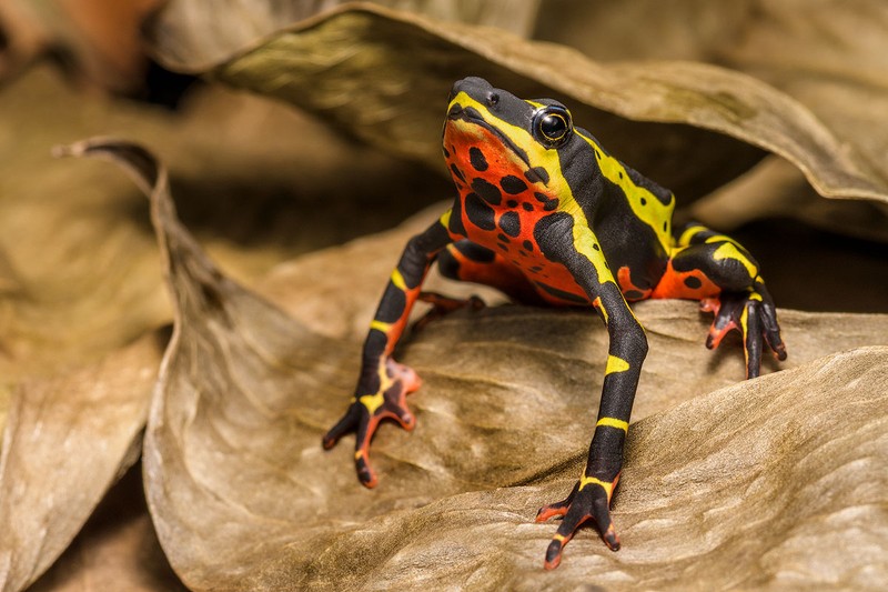 Những chú ếch với màu sắc kỳ lạ mang nhiều nét ý nghĩa